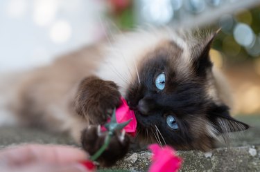 Cat with pink flowers