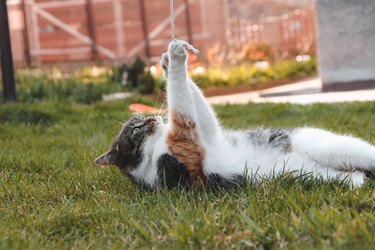 Playful kitten is playing with a string at sunset, which she has successfully tangled in and is now looking for a way out. Engaged in the game. Our colourful friend