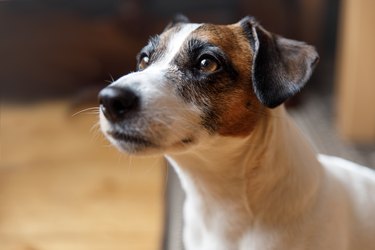 Close up of purebred dog Jack russell terrier at home