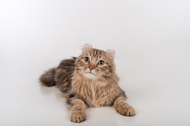 Dark haired American curl cat looking up and lying against a white background.