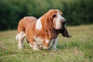 An adult dog of the basset hound breed walks in nature.