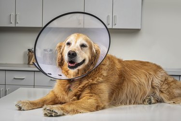 Golden Retriever wearing “Cone of Shame” E-Collar in Vet’s office