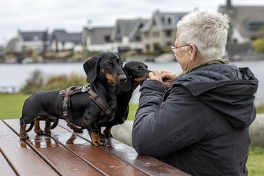 Stylish senior woman enjoying a picnic with her dogs