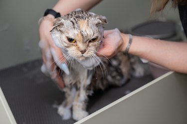 Woman shampooing a tabby gray cat in a grooming salon.