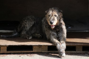 Irish wolfhound close-up