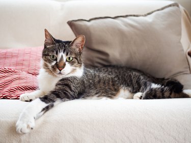 Cat lying on a sofa