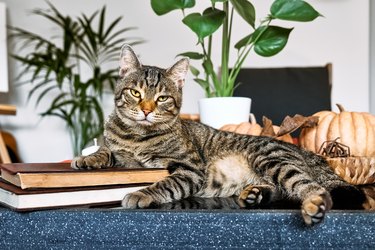 Gray tabby cat resting on coffee table with pumpkins and Monstera, placing his paw on the pile of books looks at camera. Reading and studying, back to school concept. Fall mood.