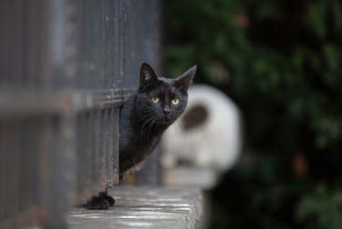 Black stray cat.