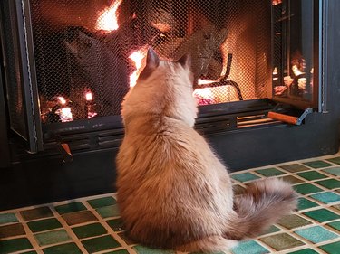 Ragdoll Cat Watching Fire