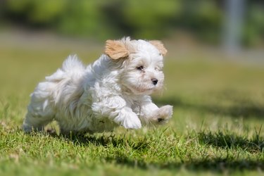 9 weeks running Havanese puppy!