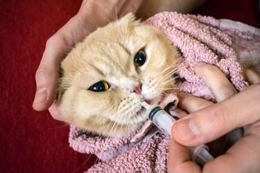 How to give a cat liquid medicine. Ways to give a cat a pill. A man's hand gives a medicine in a syringe  to a Scottish cat wrapped in towel. Liquid medications dropper or syringe for animal. Selective focus