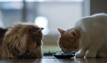 Cat licking ice as other looks on