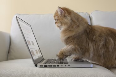 Persian Cat using laptop computer