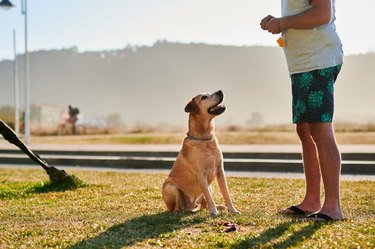 Unrecognizable man standing in training with his Labrador retriever staring at his hands full of treats.