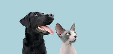 Portrait dog and cat looking side. Isolated on blue pastel background