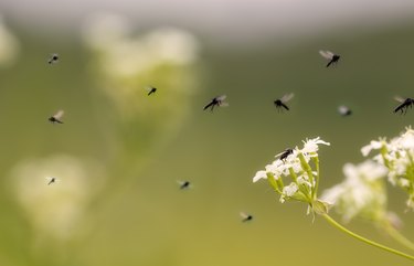 Cow Parsley with flies