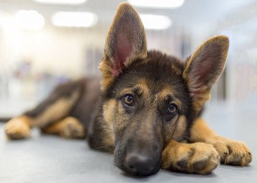 Close-up of a German shepherd puppy lying down