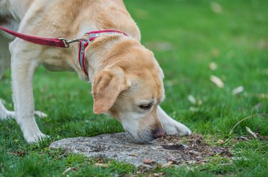 A yellow Labrador retriever sniffing the ground