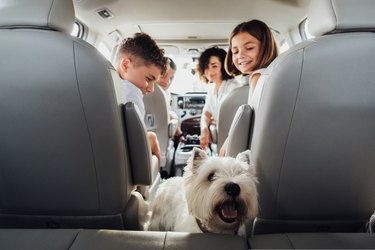 West Highland White Terrier Dog in Focus and Blurred Four Members Family Traveling by Minivan Car, Mother and Father with Two Teenage Children and Pet on a Weekend Road Trip