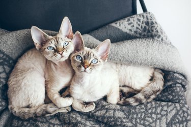 Two Devon rex cats with blue eyes are sitting together on a bed.
