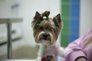 Small dog at veterinarian