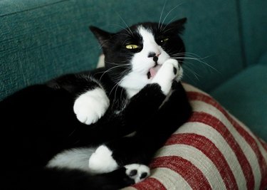 cat licks its hind paws lying on the couch