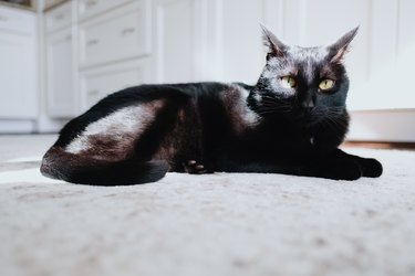 Black Cat Relaxes in Sunny Spot on Kitchen Rug