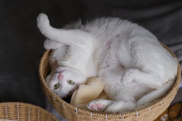 Playful white cat lying upside down in basket