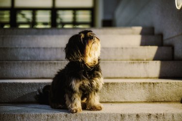 A dog looking up and sitting on steps at night.