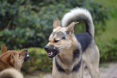 Two dogs fighting