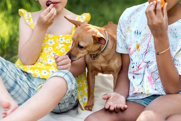 A dog together with two girls of different races on a picnic on a summer day.Diverse people,summer,childhood concept.