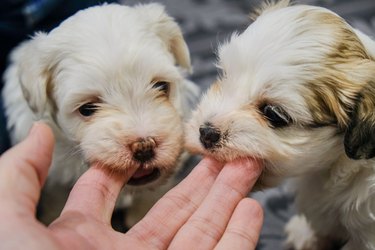 Puppies biting fingers