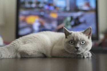 Kitten relaxing in front of TV