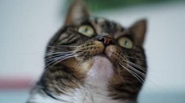 Close up of a cat's nose