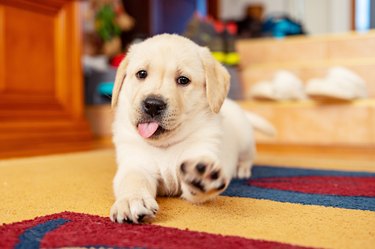 Labrador puppy on carpet raising paw playfully