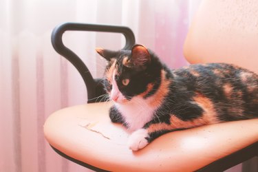 The cat lies on a torn computer chair. Close-up. Background.