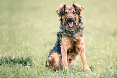 Cute shaggy rescued dog