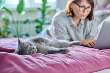 Relaxed lying grey cat at home on bed, woman using laptop on background