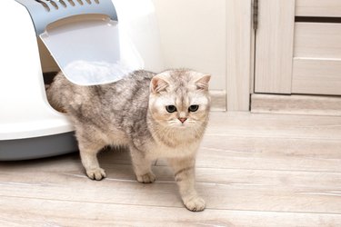 A beautiful gray cat comes out of the door of a large closed litter box in the room