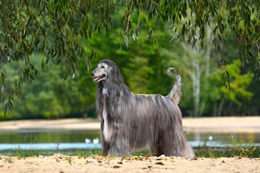 Beautiful fully coated Afghan Hound