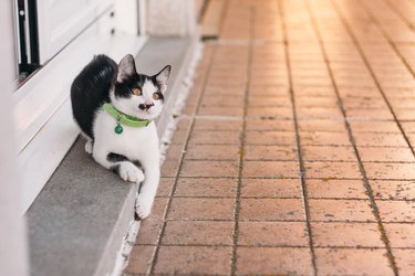 black and white kitten with yellow eyes and a green pet collar with jingle bell lying down outside a door at sunset