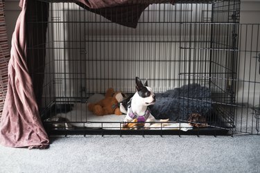 Boston Terrier puppy inside a large cage play pen. with the door open. It is partly covered with a brown soft sheet. The puppy is lying down and looking ot the side with its head in profile and ears up.