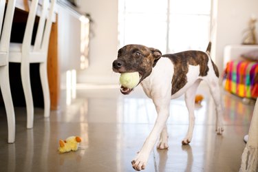 Young dog walking through living room with tennis ball in his mouth