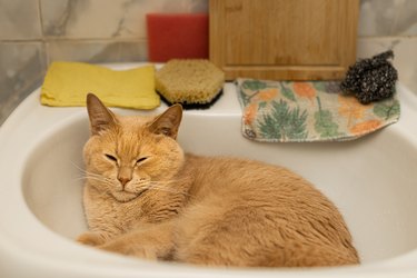 beige domestic cat lies in a white sink