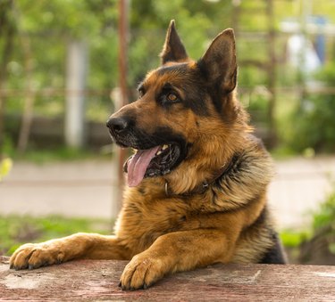 close-up of a German shepherd with intelligent eyes and protruding tongue.