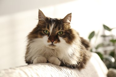 Tri-colored ragamuffin-tabby cat at home in natural light.