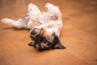 Dog laying upside down on back.