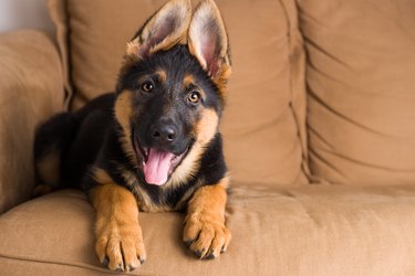 Puppy german shepherd dog sitting in sofa