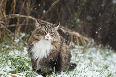 View Of Cat On Snow Covered Grass