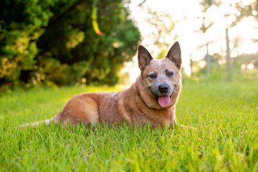 Australian Cattle Dog or Red Queensland Heeler